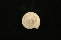 臺灣鱗盾蝸牛藏品圖，第1張